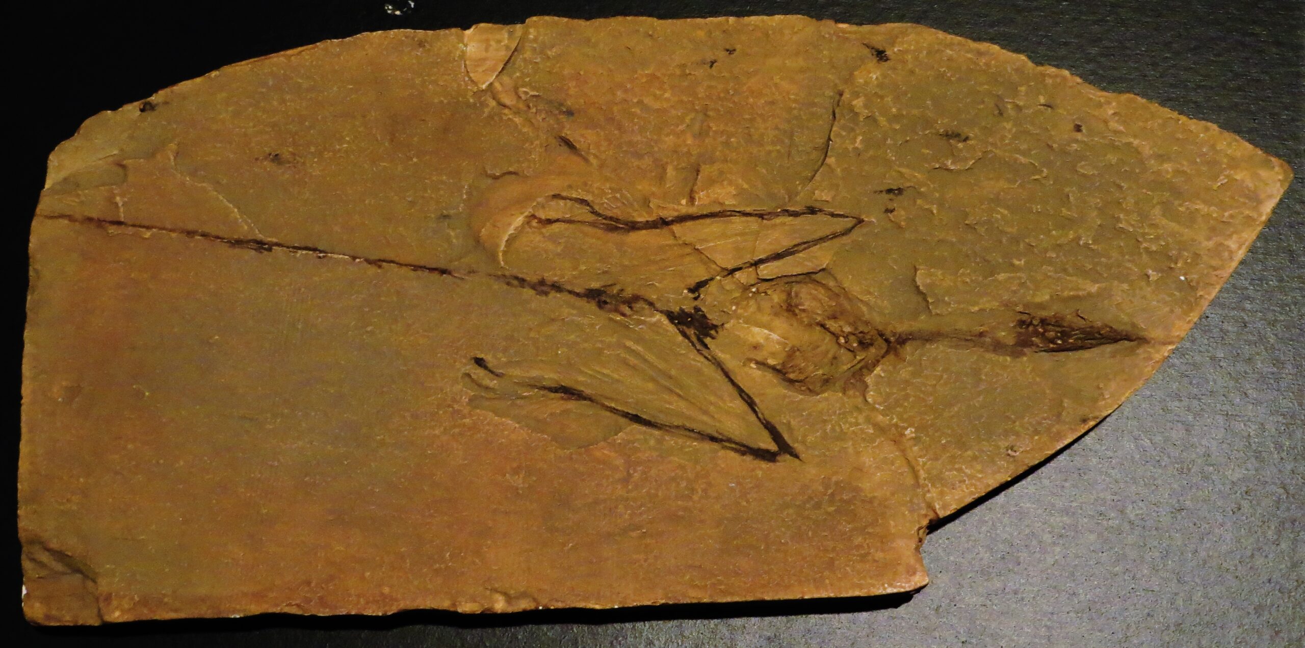 The Fossil Record's Most Perplexing Puzzle (image credits: wikimedia)