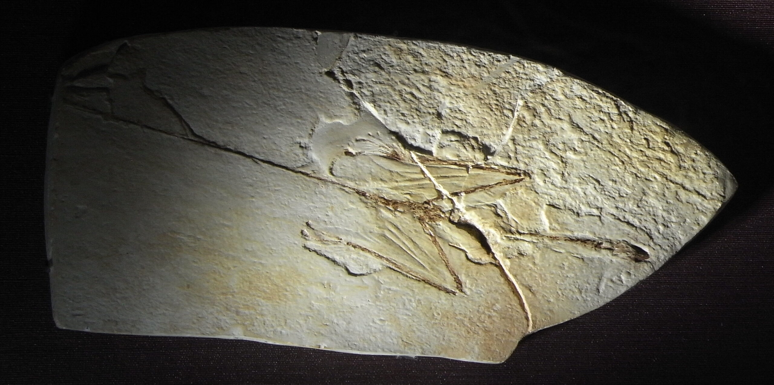 Evolutionary Significance and Impact (image credits: wikimedia)