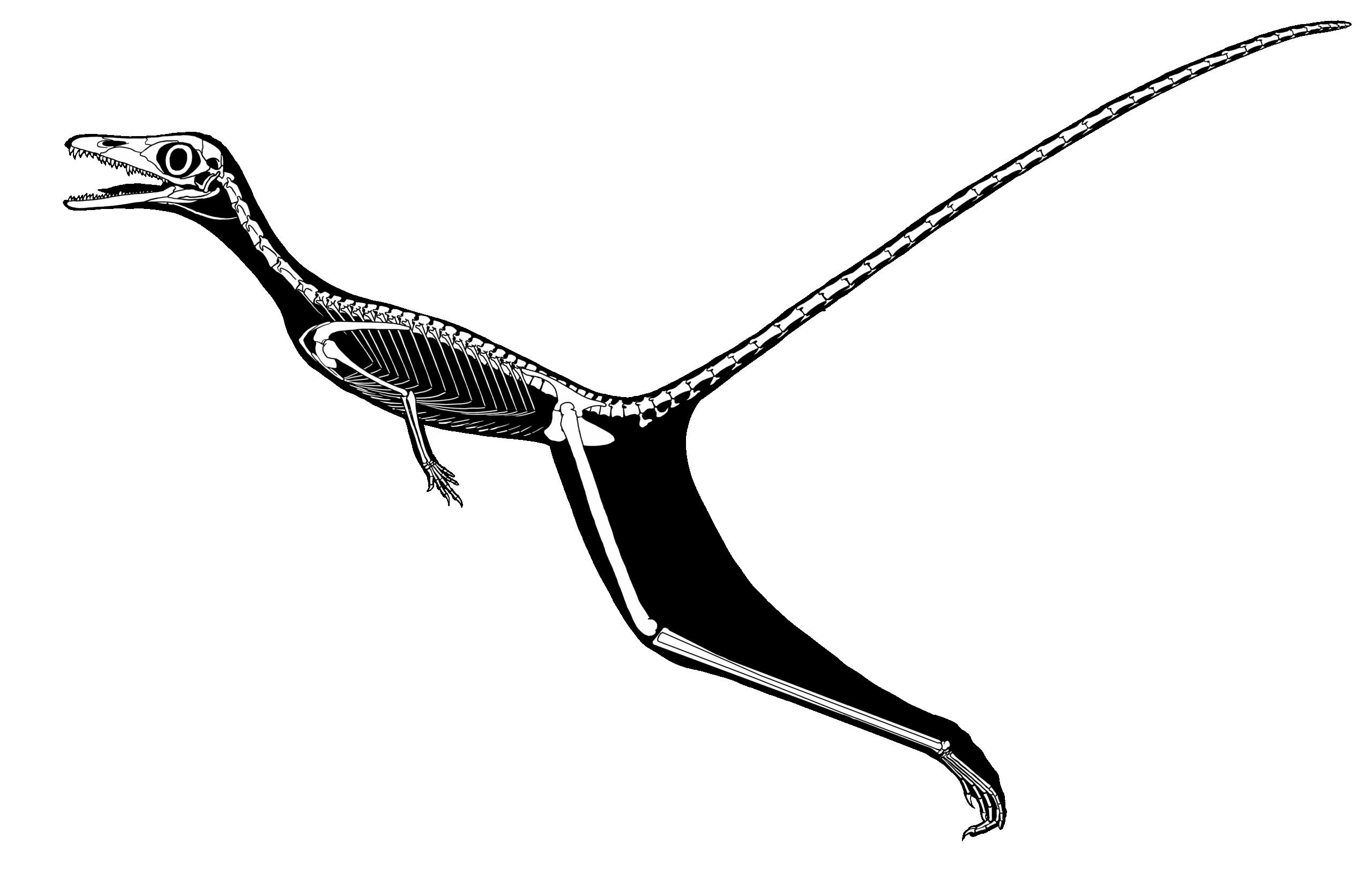 The Legacy of a Triassic Oddity (image credits: wikimedia)