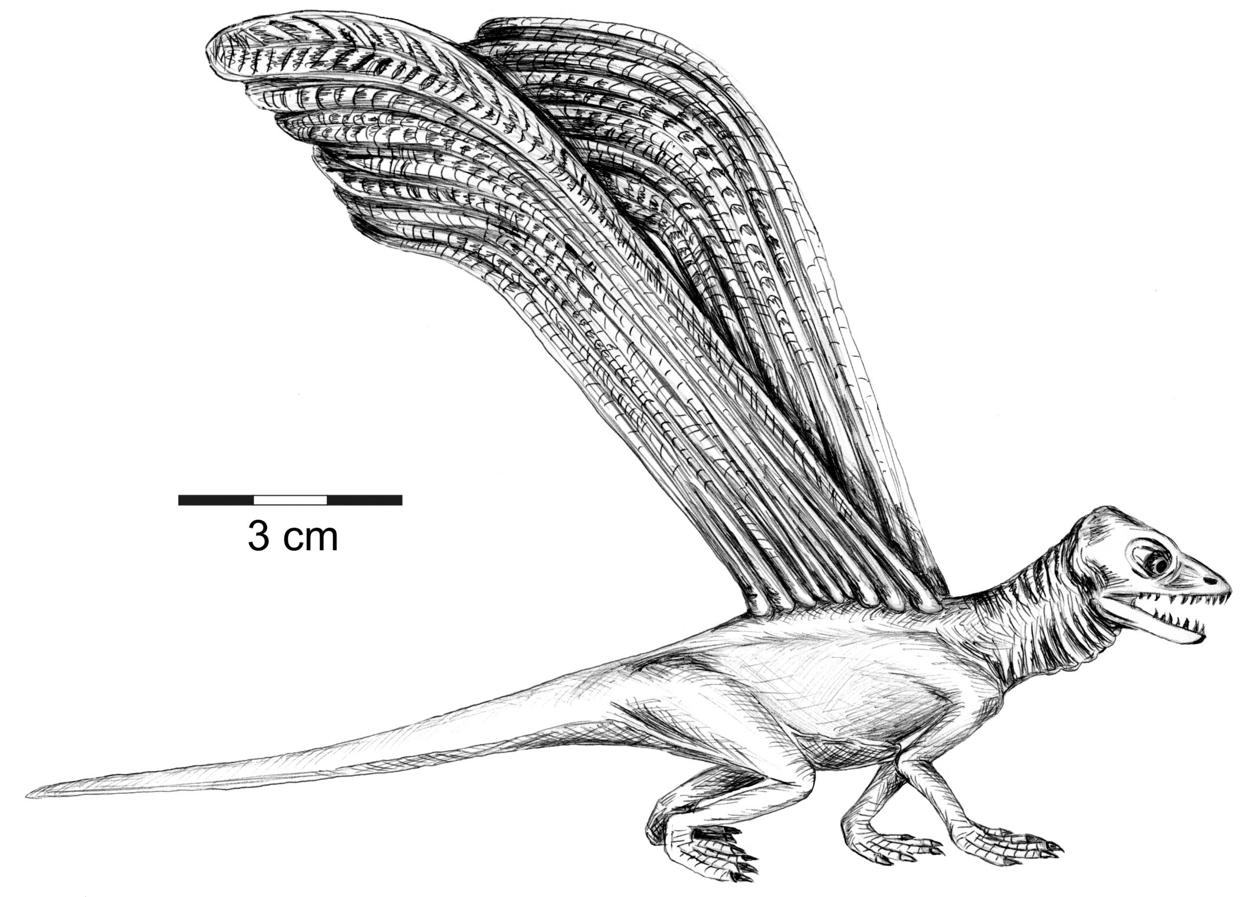 A Name That Tells a Story (image credits: wikimedia)