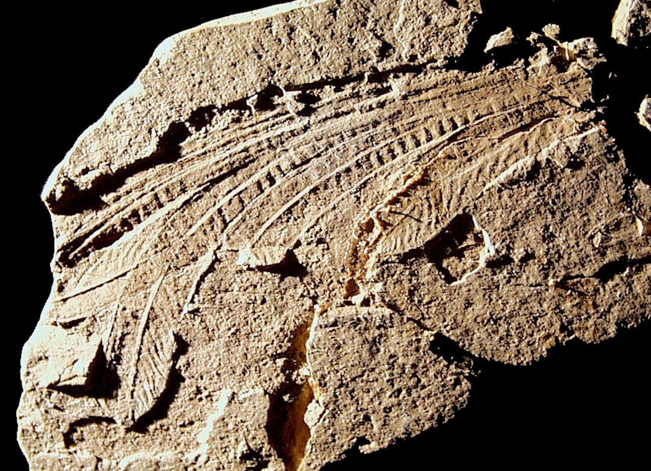 Anatomy of a Mystery (image credits: wikimedia)