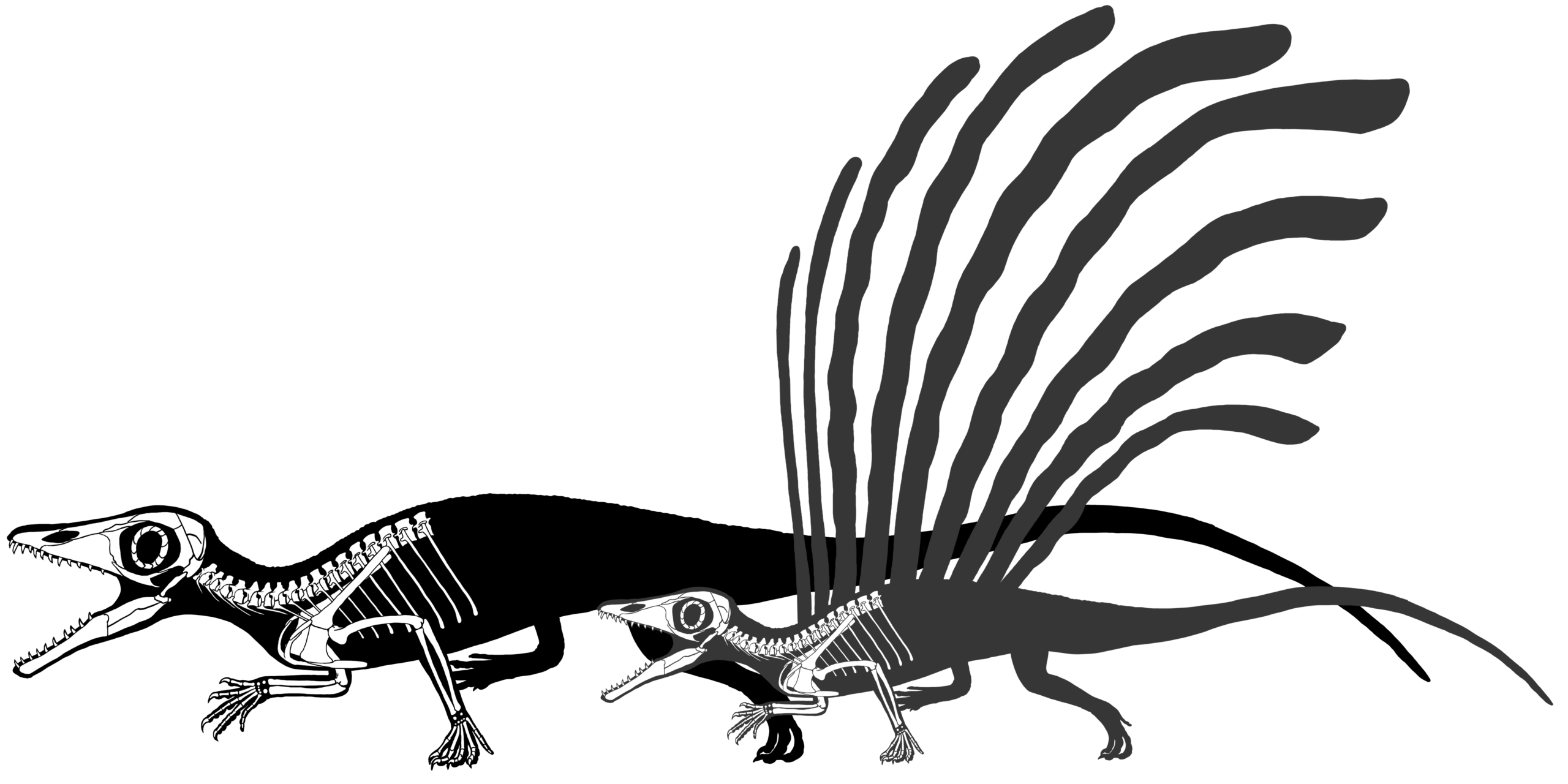Impact on Evolutionary Theory (image credits: wikimedia)