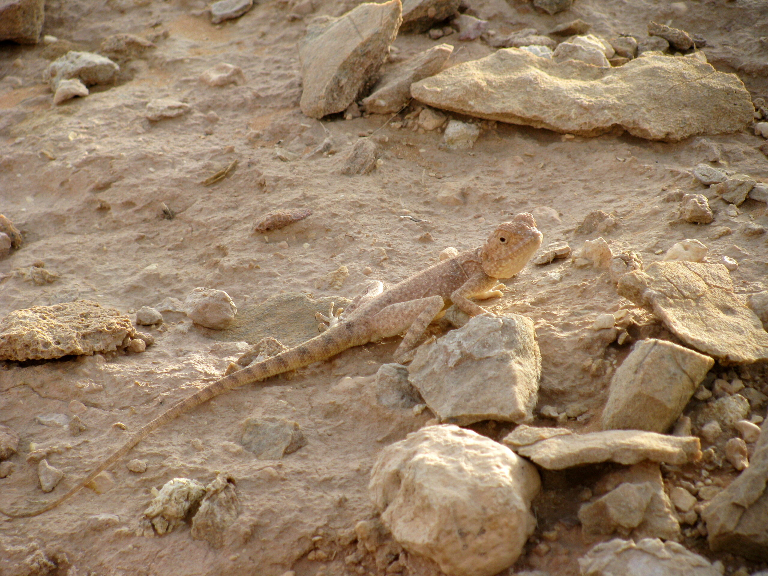 Conclusion: The Enduring Mystery (image credits: wikimedia)
