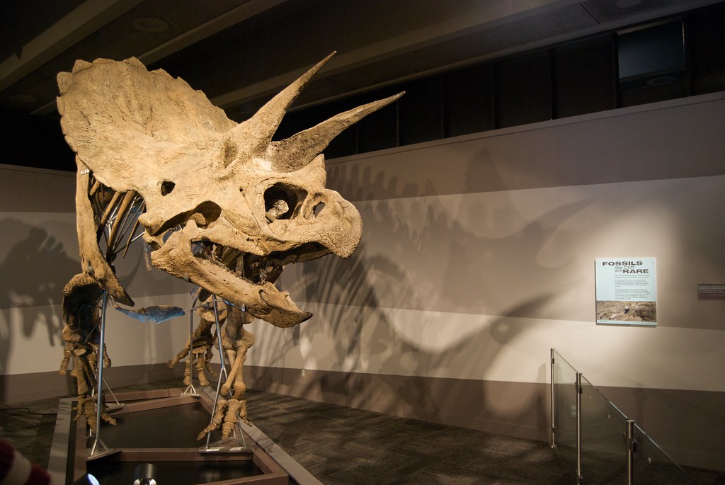 Triceratops Cousins Roaming the Frozen North (image credits: flickr)