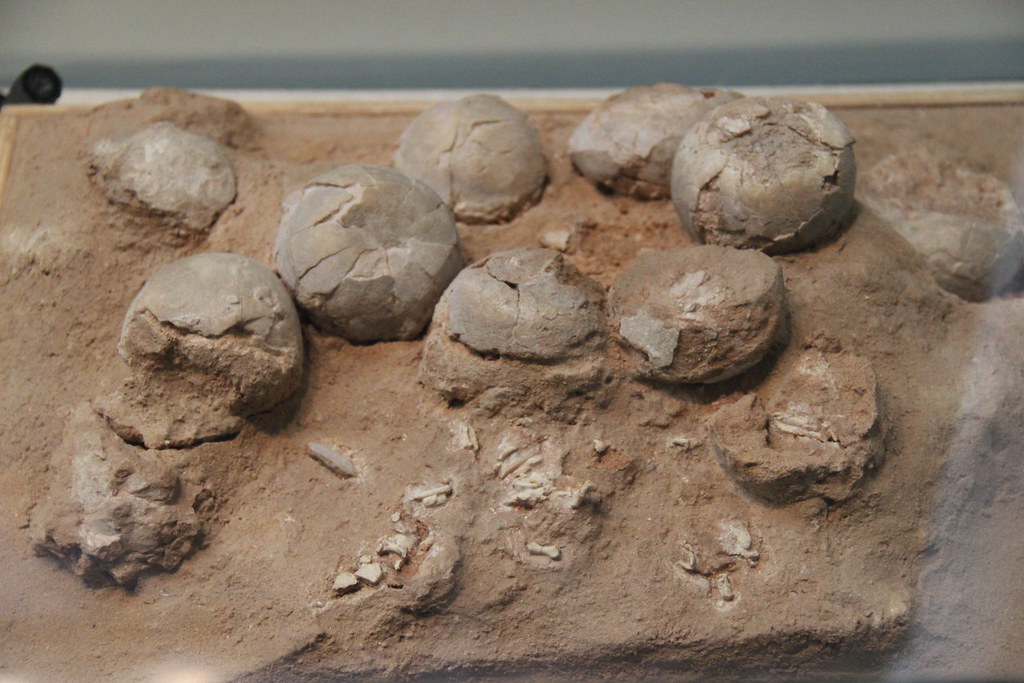 The Mystery of Arctic Dinosaur Eggs (image credits: flickr)