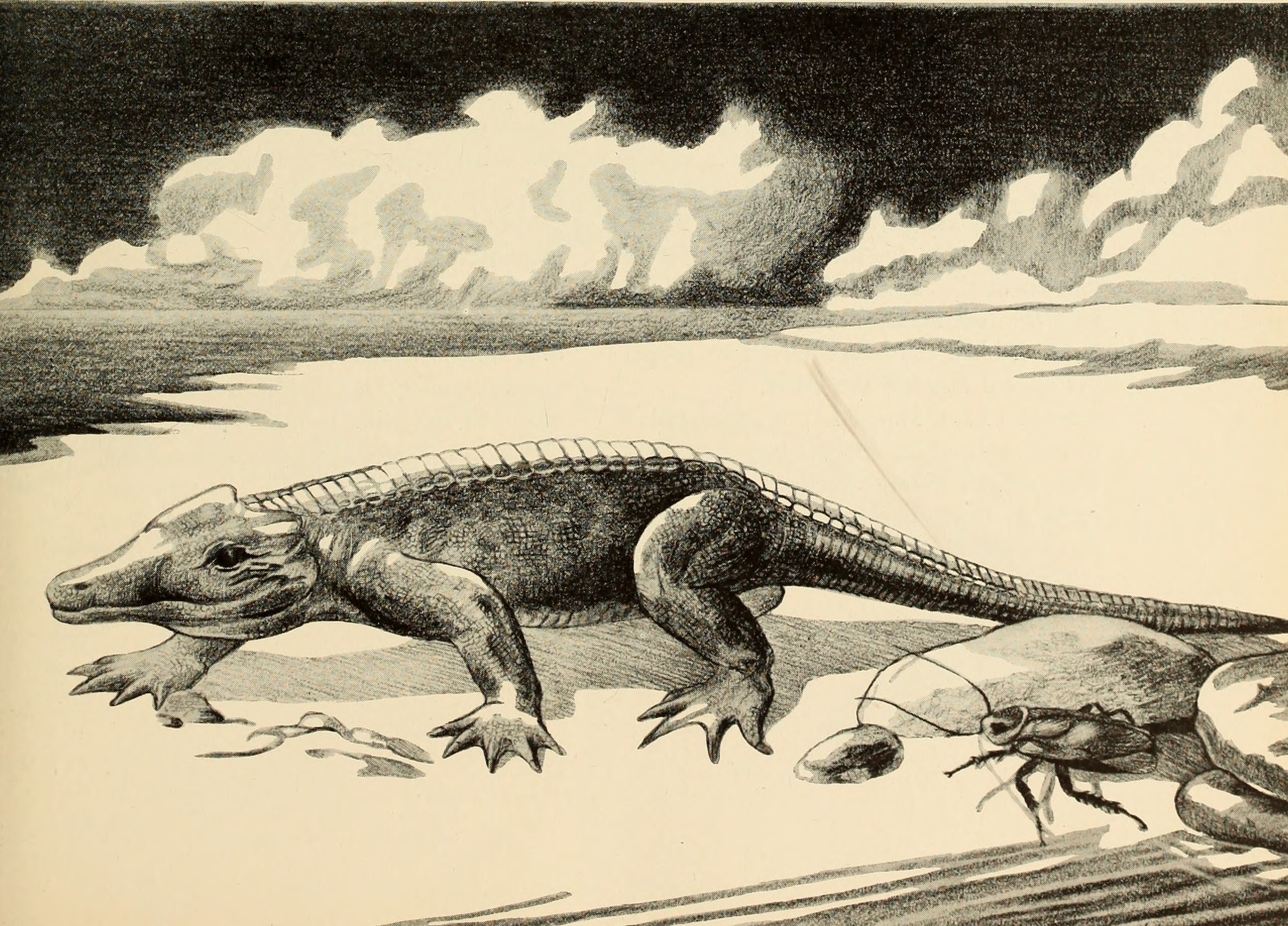 The Mammal Connection: Competition vs. Cooperation (image credits: wikimedia)