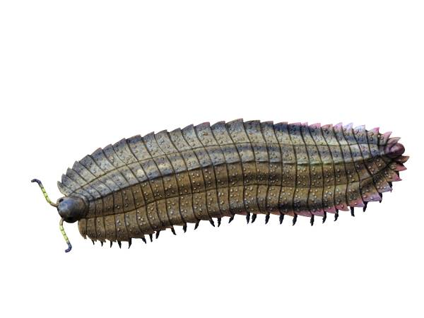 Arthropleura: The Giant Millipede That Terrorized Forest Floors (image credits: wikimedia)