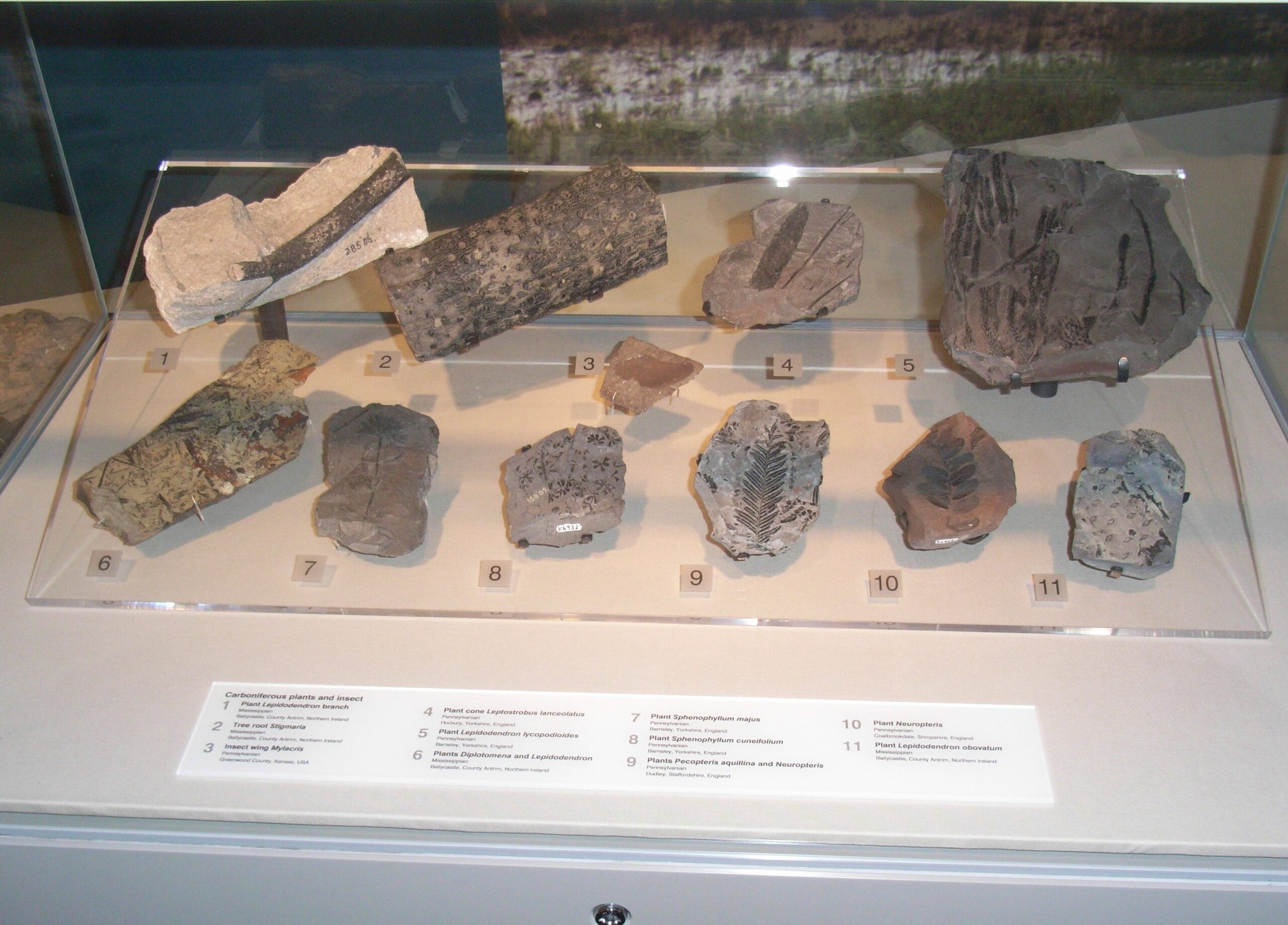 The Oxygen Revolution: Why Size Mattered (image credits: wikimedia)