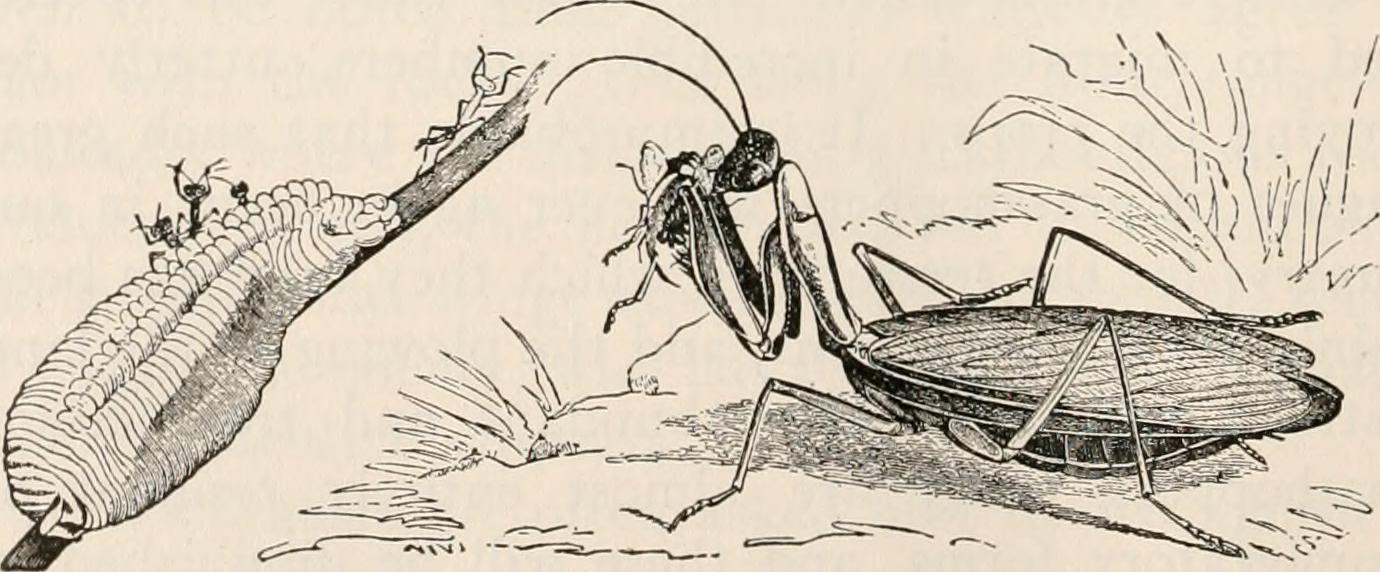 Ancient Cockroaches: The Dinner Plate Survivors (image credits: wikimedia)