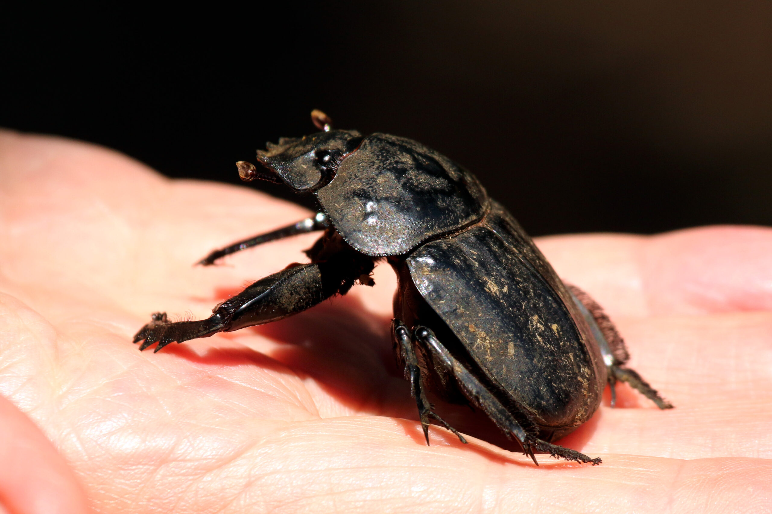 Modern Echoes: Giant Insects Today (image credits: wikimedia)