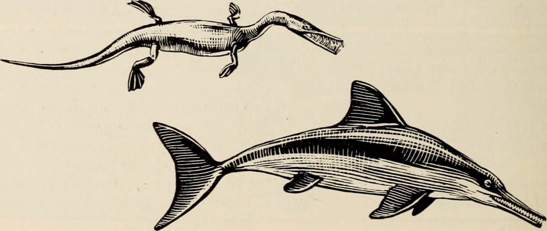 Ocean Giants: Marine Reptiles of the Mesozoic (image credits: wikimedia)