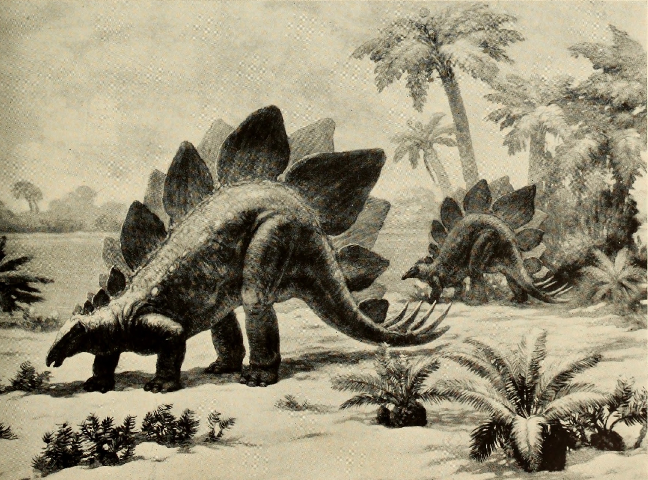 Armored Defenders: Ankylosaurs and Stegosaurs (image credits: wikimedia)