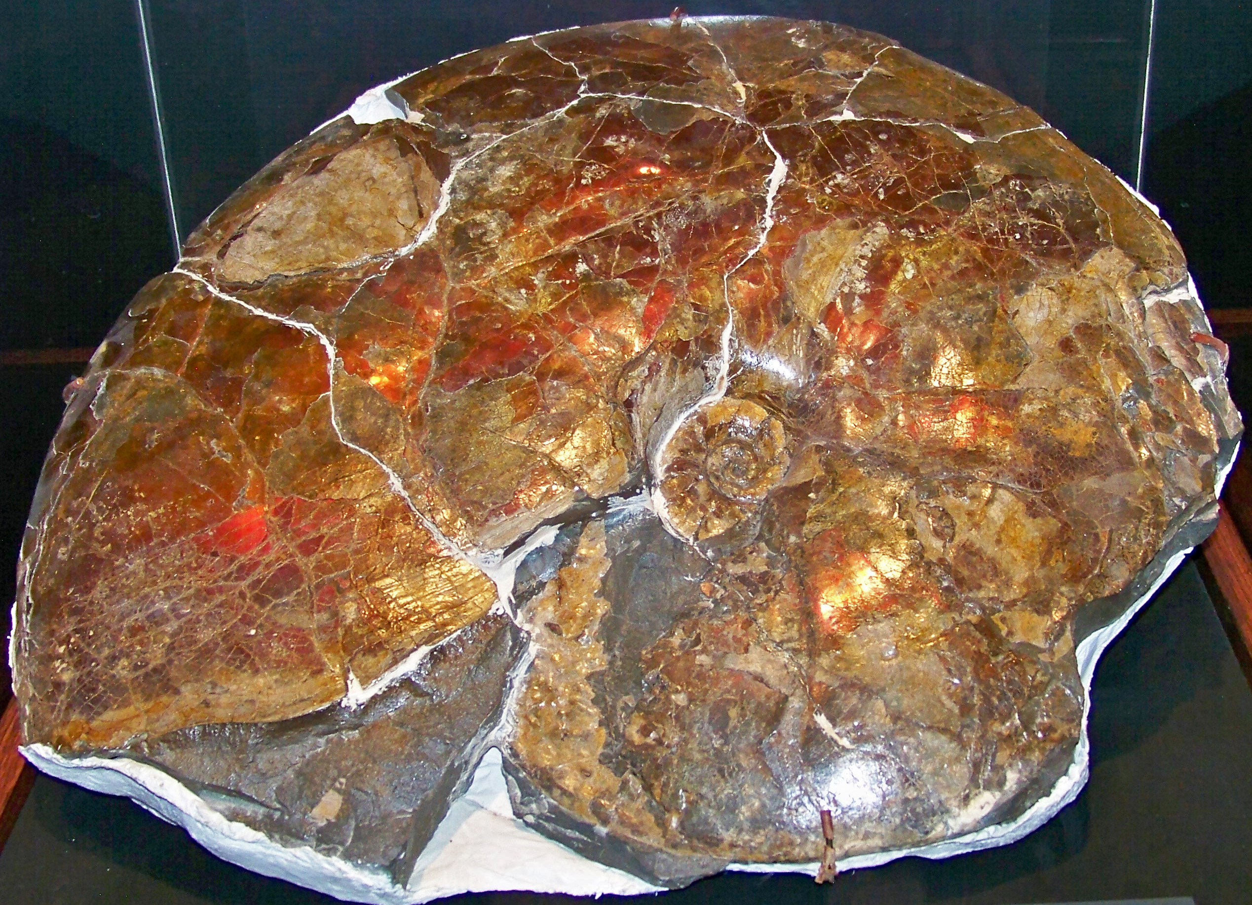 Impact on Marine Food Webs (image credits: wikimedia)