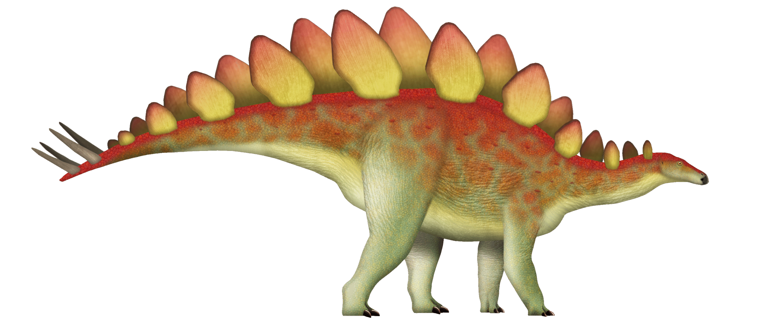 Stegosaurus: The Walking Fortress (image credits: wikimedia)
