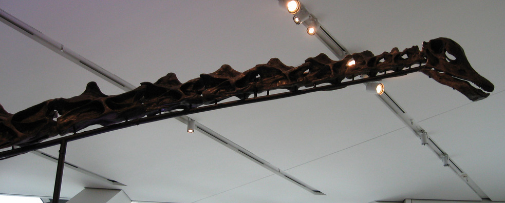 Thermal Regulation Through Neck Positioning (image credits: wikimedia)