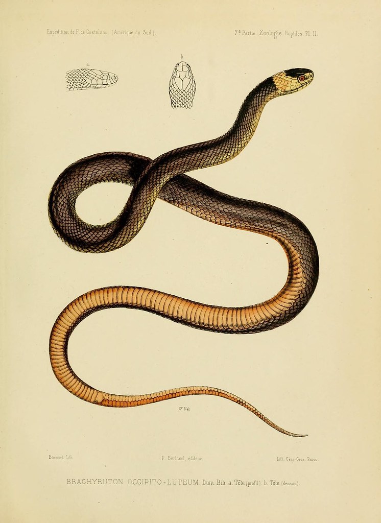 Ancient Snake Fossils and What They Tell Us (image credits: flickr)