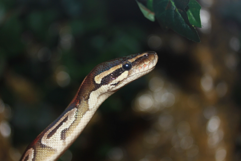 Venom Evolution: Nature's Chemical Warfare (image credits: rawpixel)
