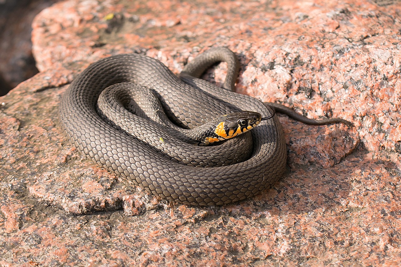 Climate Change and Snake Evolution (image credits: pixabay)
