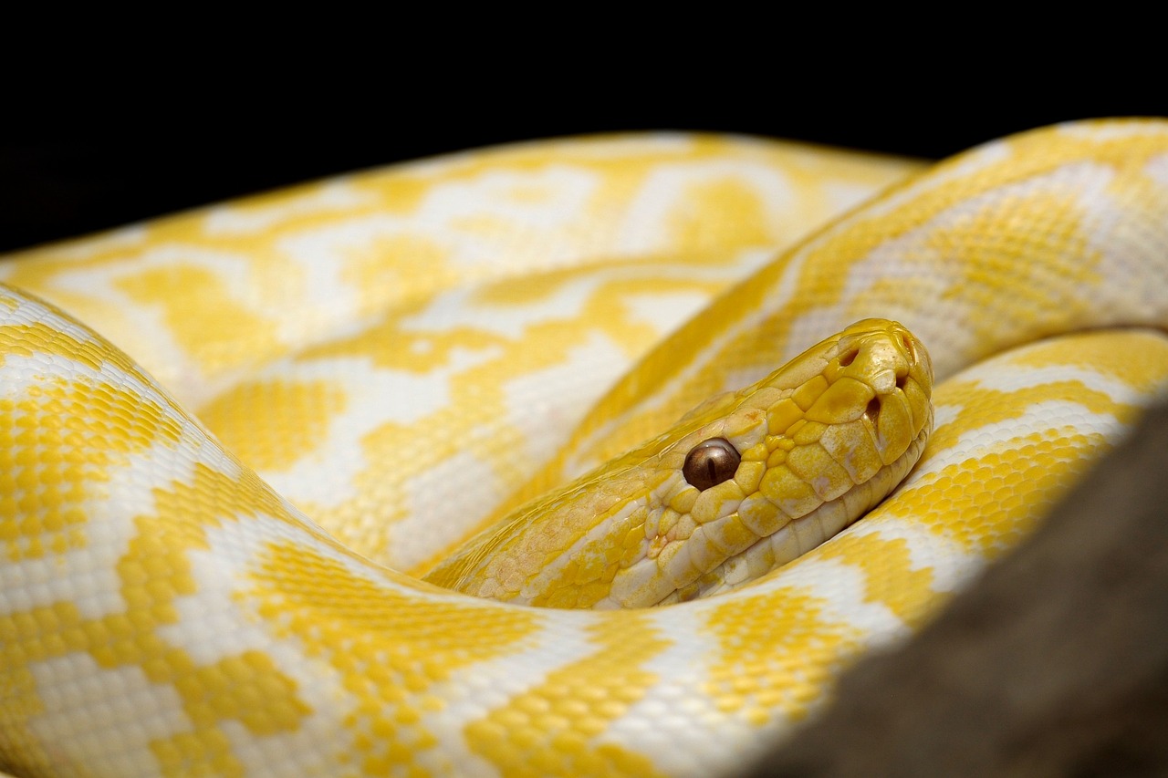 Modern Snakes: Living Links to the Past (image credits: pixabay)