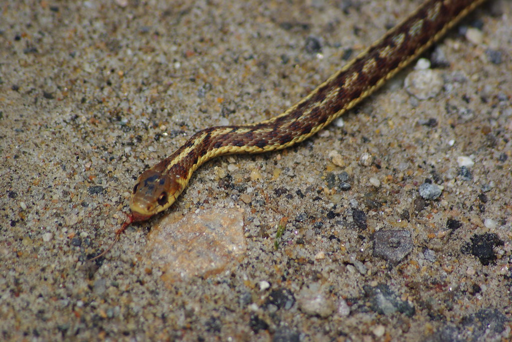 The First Snakes: Slithering Survivors of the Dinosaur Age