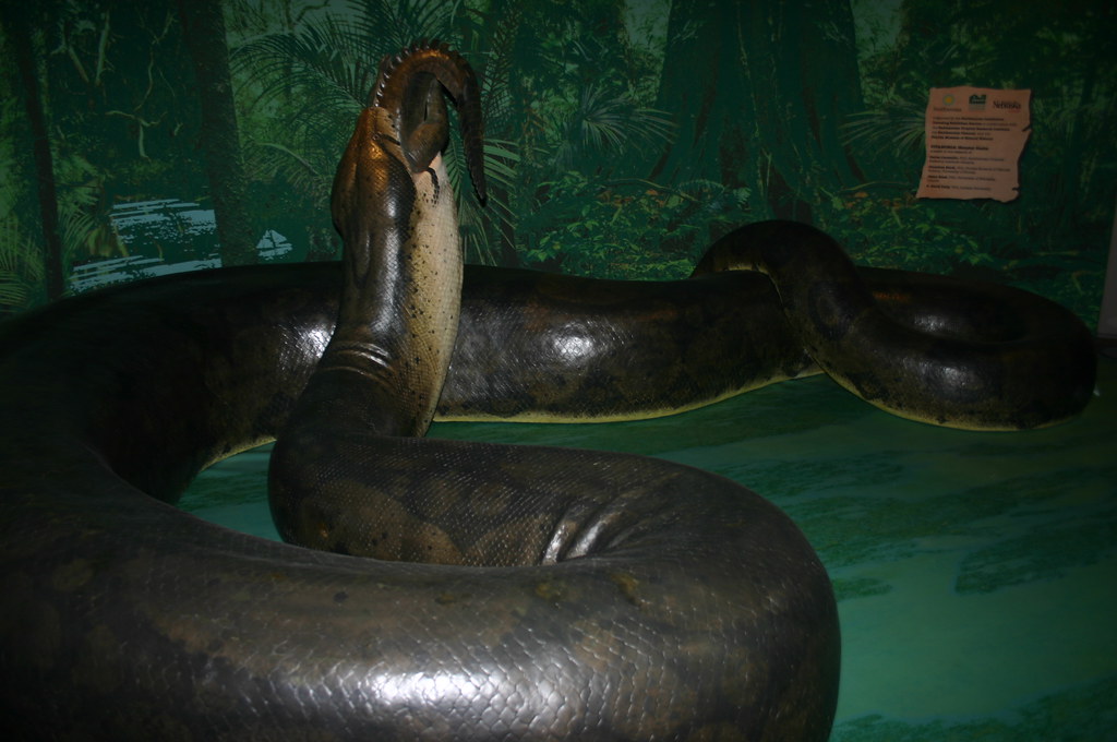 Fossil Discoveries: Piecing Together the Past (image credits: flickr)