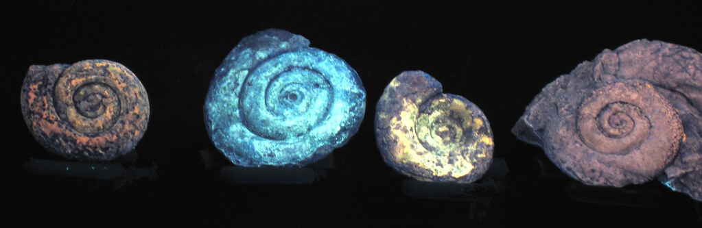 Glow-in-the-Dark Fossil Casts for Your Bedroom (image credits: flickr)