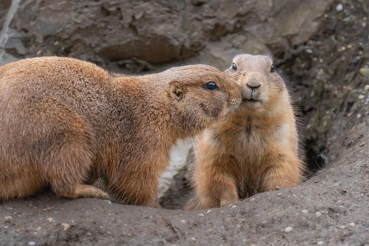 Underground Sanctuaries (image credits: pixabay)