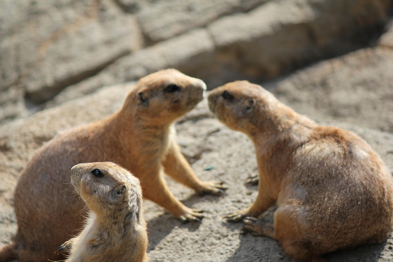 Water Sources in a Dying World (image credits: pixabay)