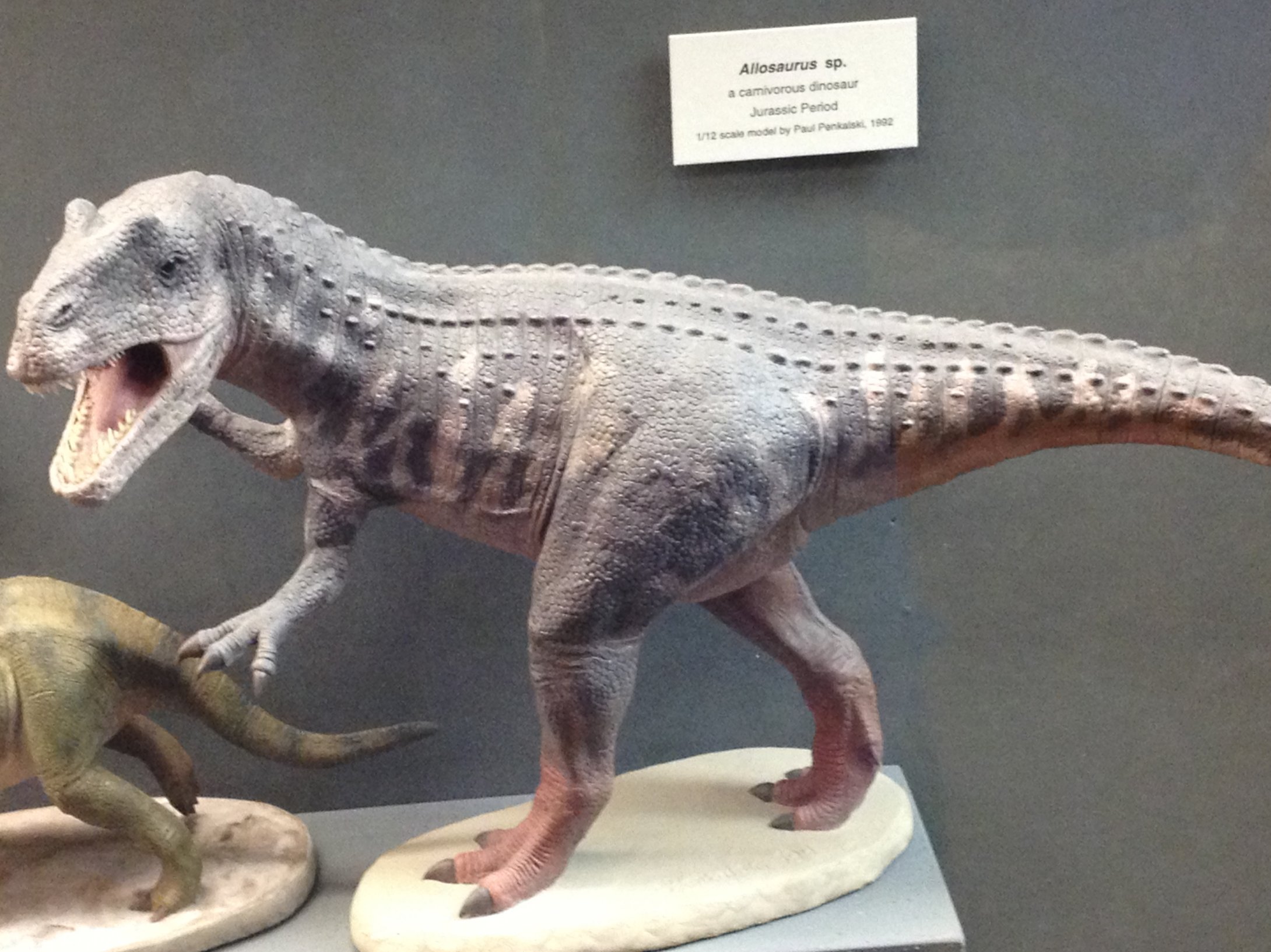 Allosaurus: The Apex Predator That Ruled the Food Chain (image credits: wikimedia)