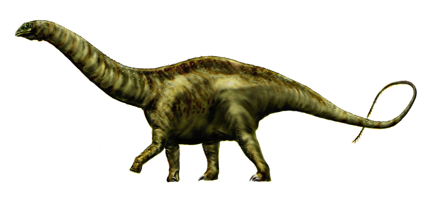 Apatosaurus: The Gentle Giant With a Deceptive Past (image credits: wikimedia)