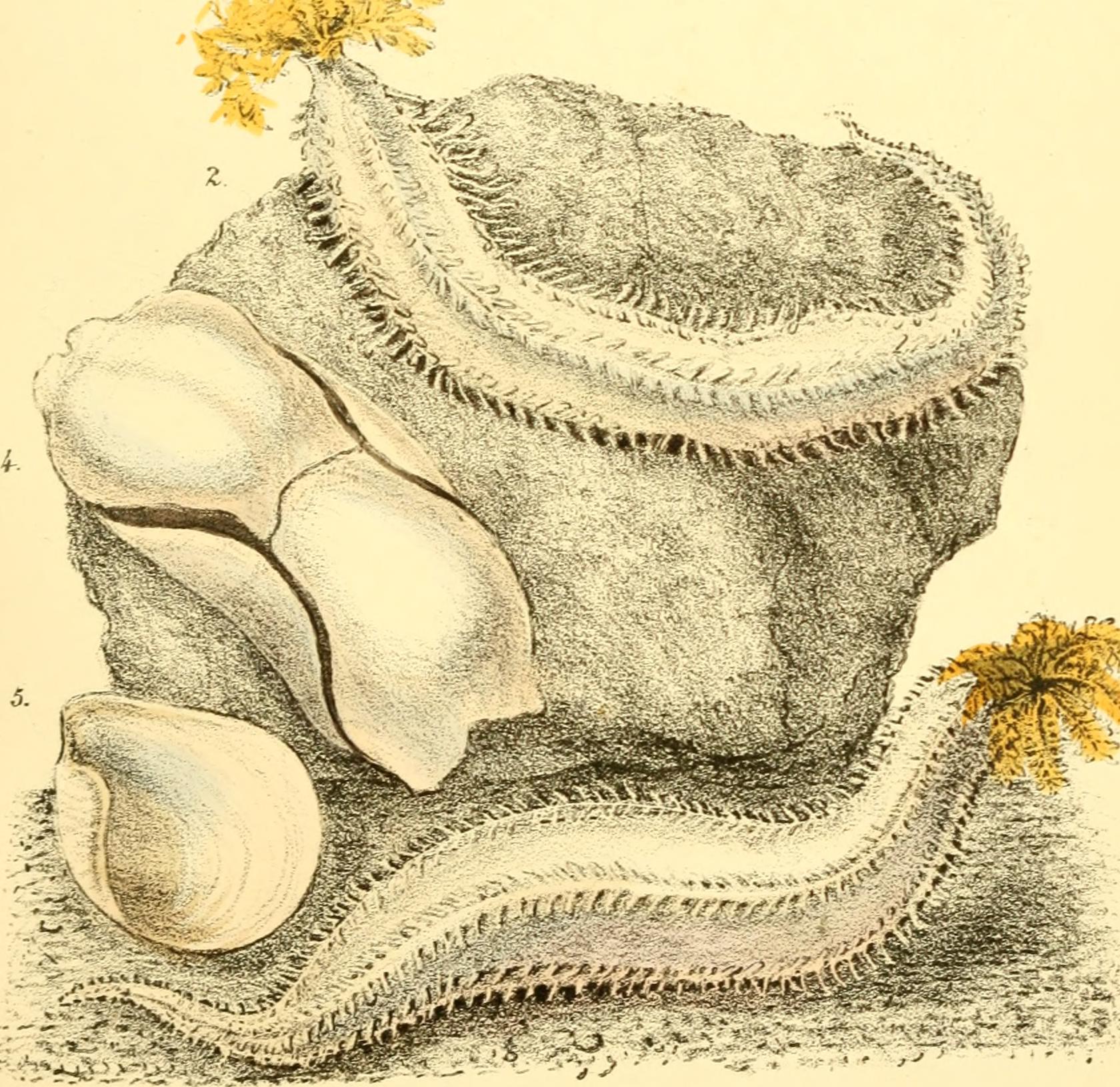 Marine Mayhem: Ocean Disasters and Dinosaur Responses (image credits: wikimedia)