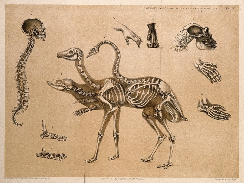 The Final Countdown: Lessons from the Last Dinosaurs (image credits: rawpixel)