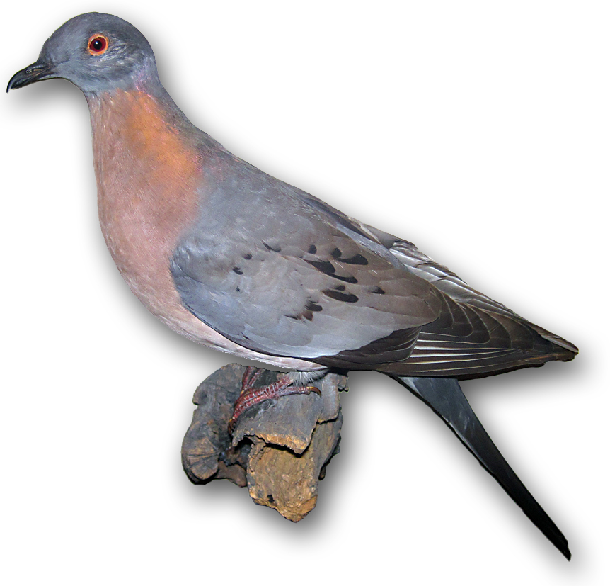 The Passenger Pigeon: When Billions Became None (image credits: wikimedia)