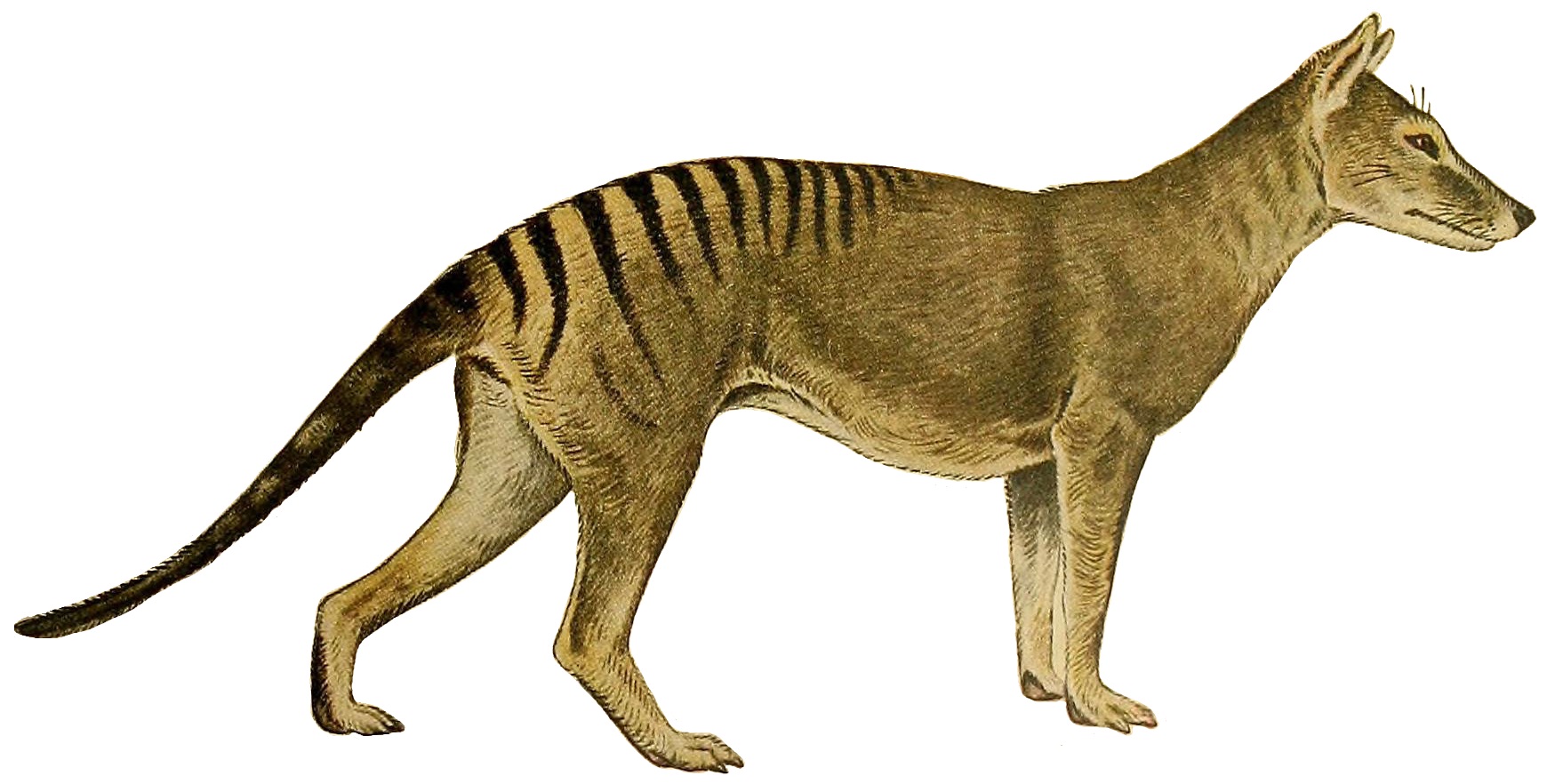 The Tasmanian Tiger: Australia's Striped Ghost (image credits: wikimedia)
