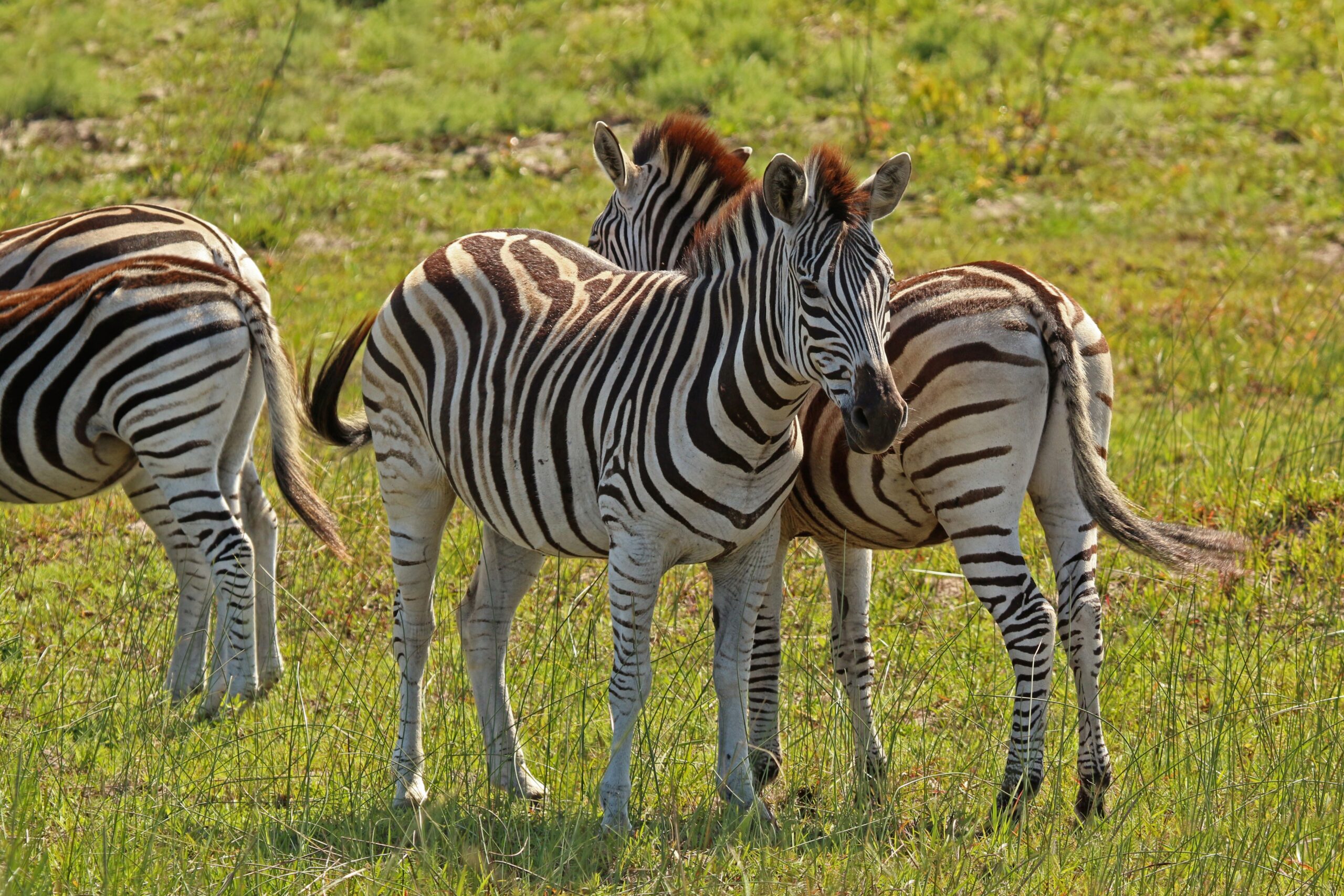 The Quagga: Half Zebra, Half Mystery (image credits: wikimedia)