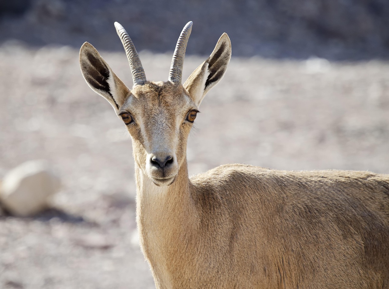The Pyrenean Ibex: The First Resurrection Attempt (image credits: pixabay)