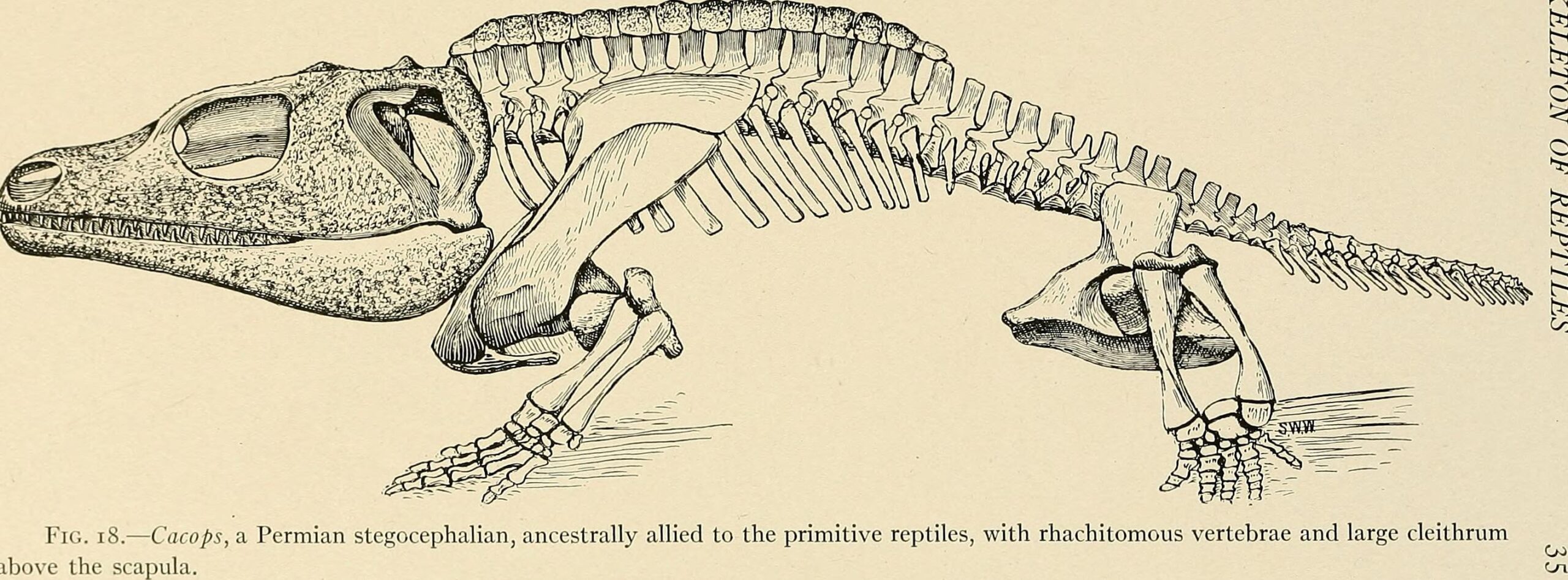 From Ashes Rise the Archosaurs (image credits: wikimedia)