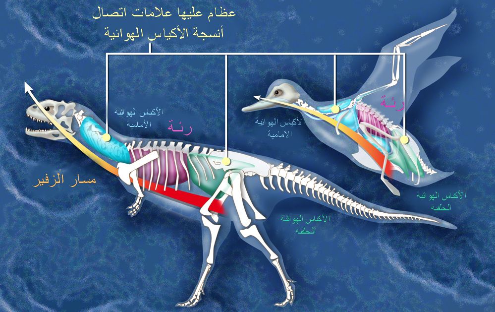 Living Dinosaurs Among Us (image credits: wikimedia)