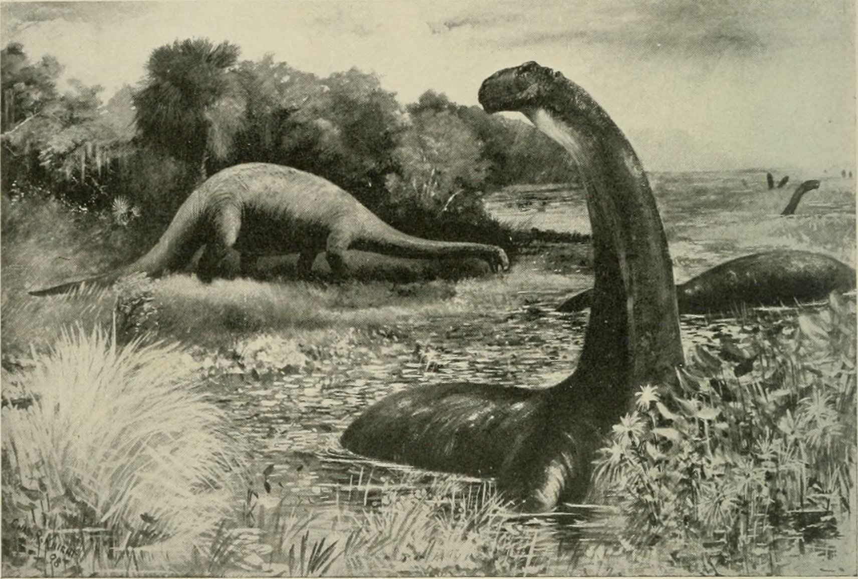 The Swamp Dweller Myth That Refuses to Die (image credits: By Internet Archive Book Images, No restrictions, https://commons.wikimedia.org/w/index.php?curid=43169043)