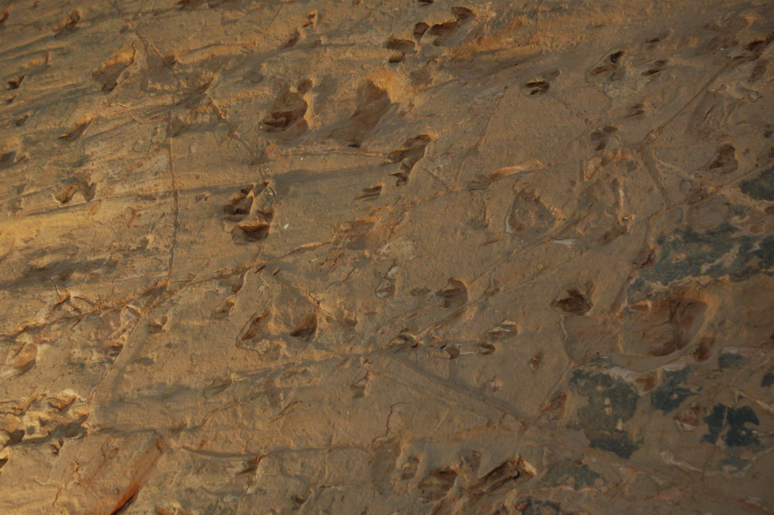 Fossil Highways: Reading the Evidence (image credits: By Me whynot, CC BY-SA 3.0, https://commons.wikimedia.org/w/index.php?curid=26542436)