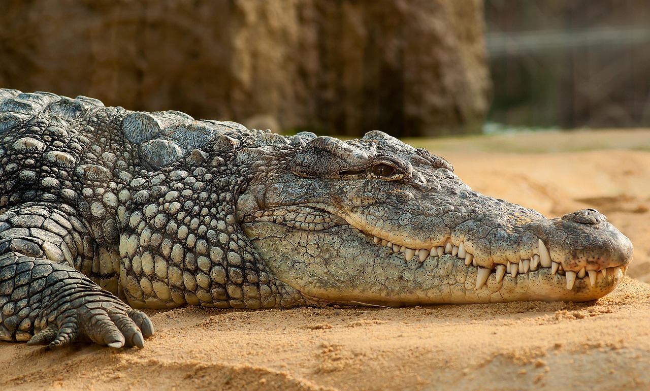 The Cretaceous Hothouse: When Crocodiles Ruled the Arctic (image credits: pixabay)
