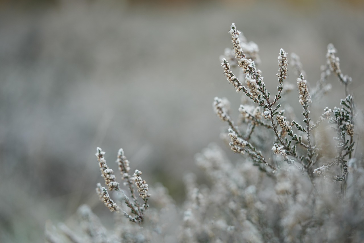 Snowball Earth: When Ice Ruled Everything (image credits: pixabay)