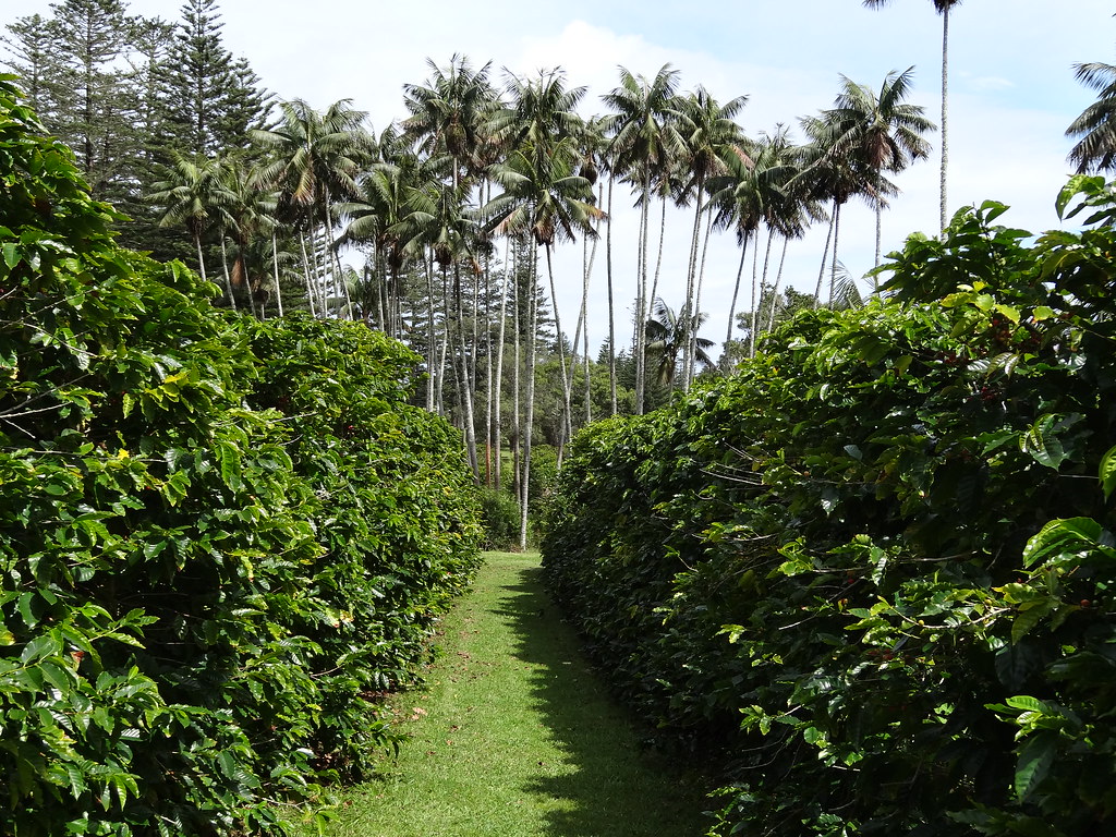 The Mammalian Response to Botanical Abundance (image credits: flickr)