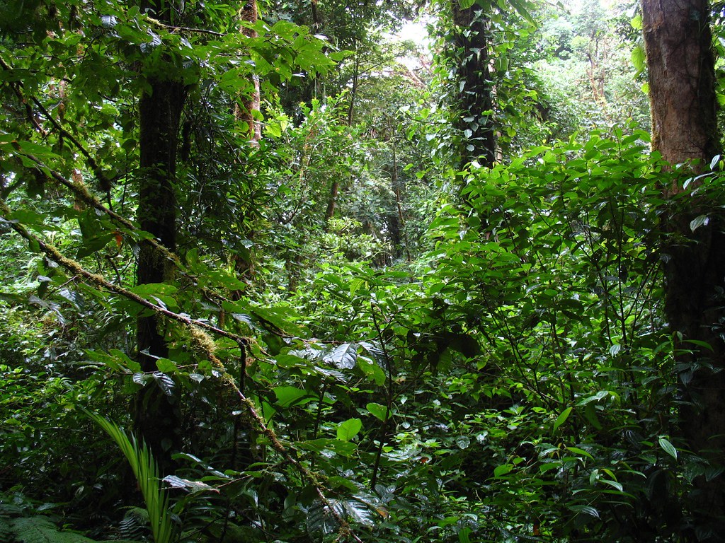 The Role of Seasonal Abundance in Size Evolution (image credits: flickr)