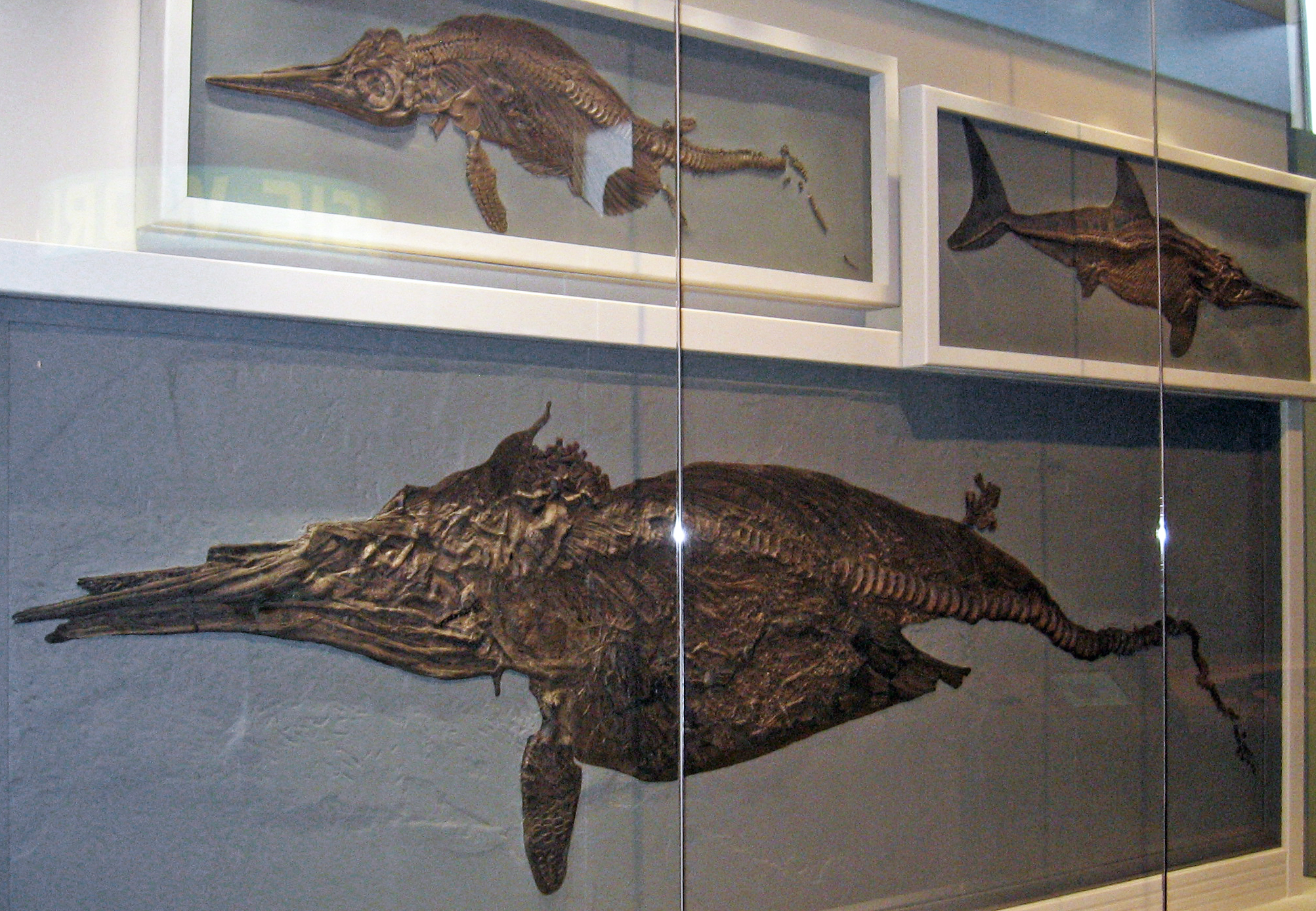 The Dawn of Shark Supremacy (image credits: wikimedia)