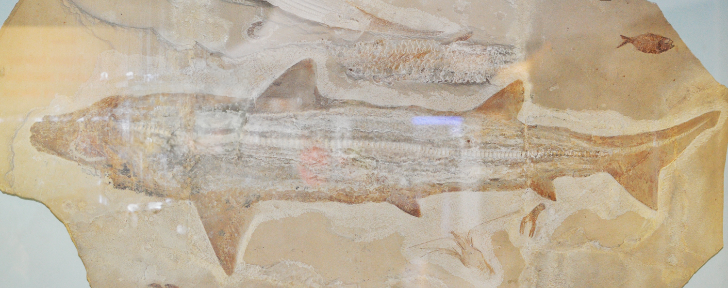 Cretoxyrhina: The Ginsu Shark Terror (image credits: wikimedia)