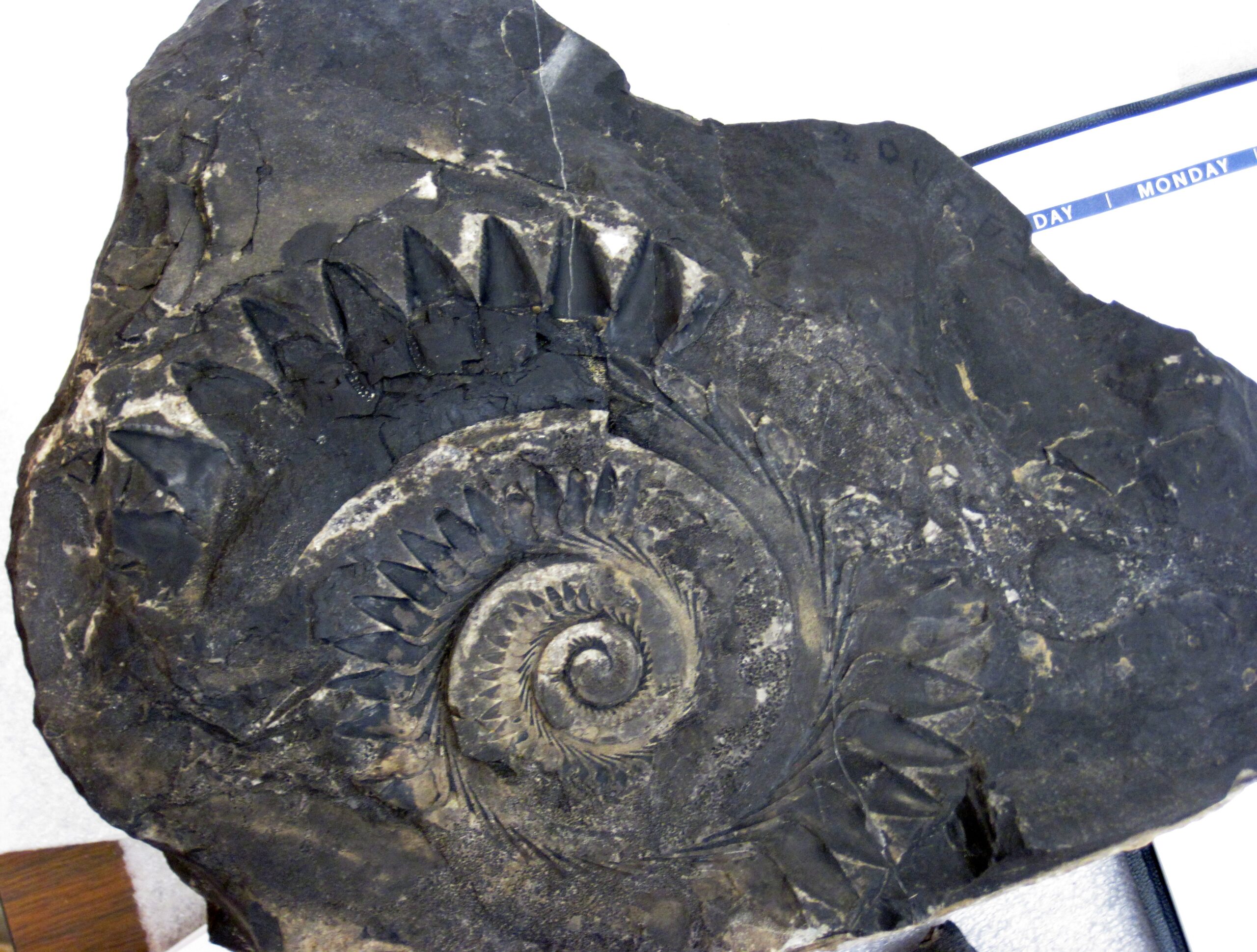 Helicoprion: The Buzzsaw Mystery (image credits: wikimedia)