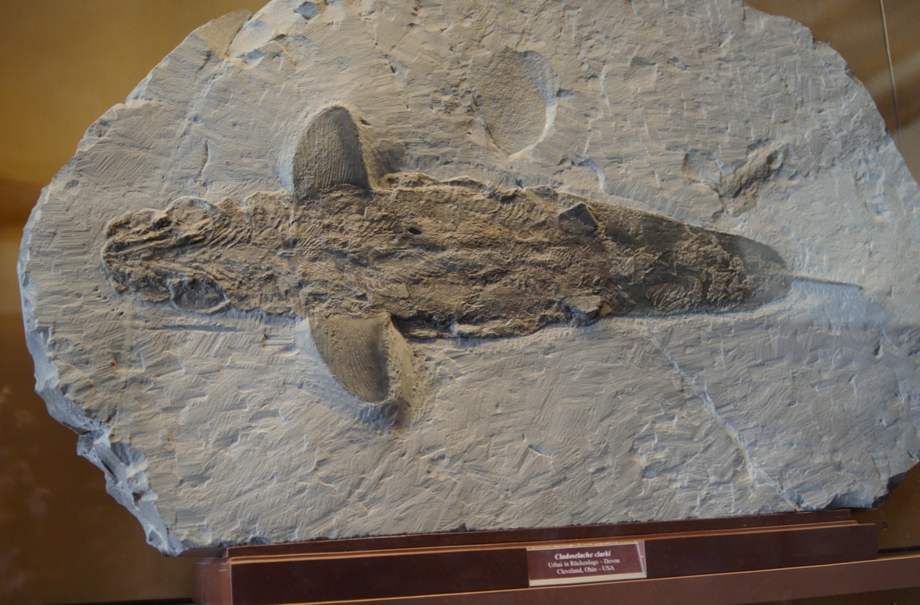 Cladoselache: The Primitive Perfection (image credits: wikimedia)