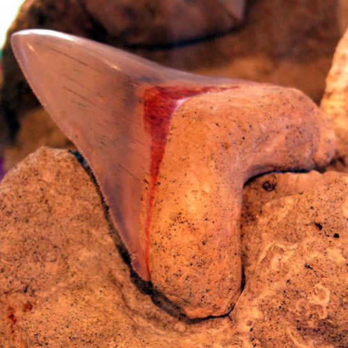 Otodus: The Megalodon's Mighty Ancestor (image credits: wikimedia)
