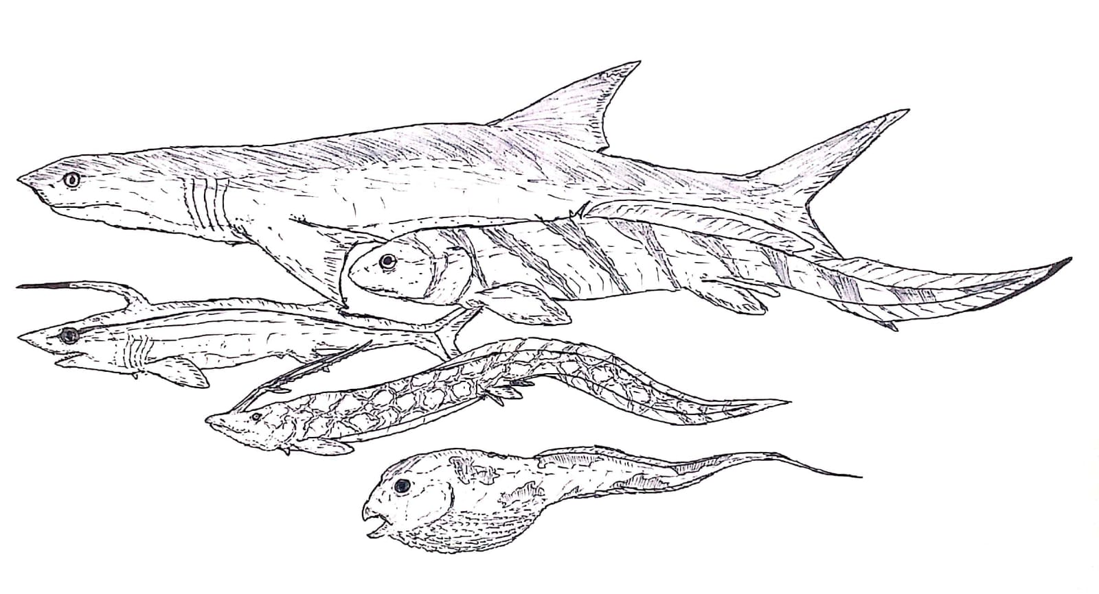 Cobelodus: The Carboniferous Apex Predator (image credits: wikimedia)